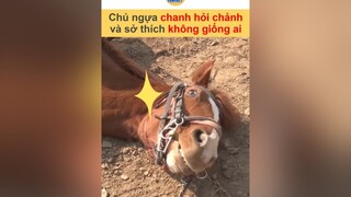 Có một sự chảnh chọe không hề nhẹ ở đây vnnn vnnnfunfact tiktoknews animals hài onhavanvui onhaxemtin foryou