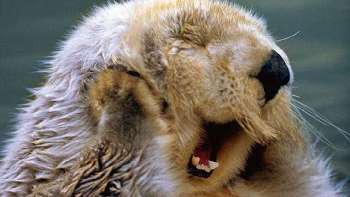 Rửa thơm thơm~ Rửa thơm thơm~