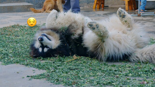 [Cún cưng] Tui không cho phép cái nhà này có bạo lực