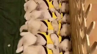Sang pemilik memotret sekelompok anjing yang sedang tidur, tiba-tiba salah satunya terbangun, lalu t