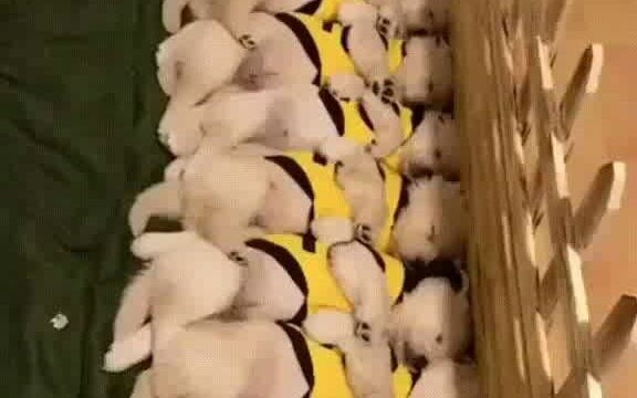 The owner filmed a group of dogs sleeping, and suddenly one of them woke up, triggering a chain reac
