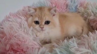 Khi bé mèo con cướp mất giường yêu của cún