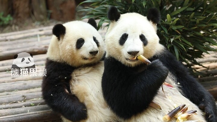 Under her little brother’s cover, Huahua stealthily patted pockets—and by the end, she had everyone 