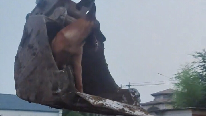 รถขุดของบ้านข้างๆ กลายเป็นของโปรดของน้องหมาไปแล้ว!