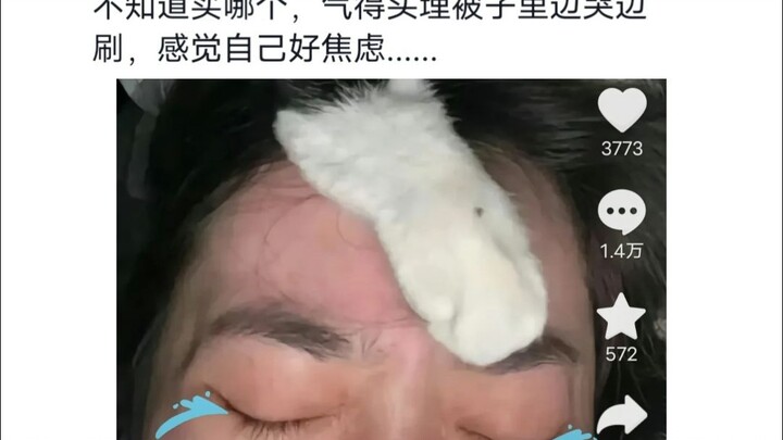 A Hilarious Roundup of New Cat Owners’ Absurd Behavior: Can Even Buying Cat Food Make You Cry?