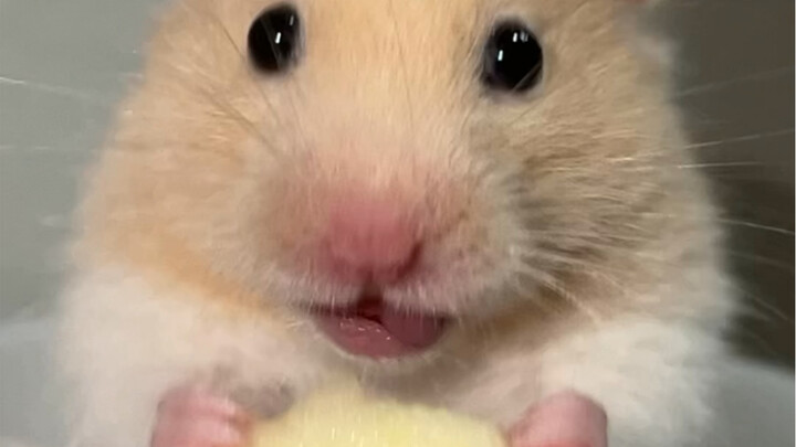 Ăn táo đây～