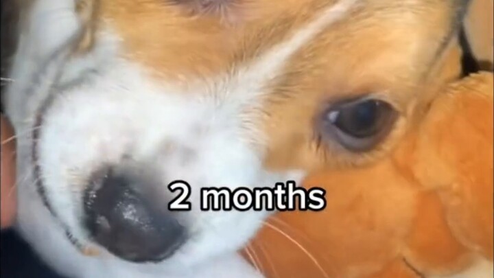 2 months → 4 months → 2 years old Beagle