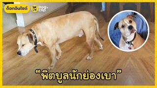 "มิลตัน" น้องหมาพิตบูลนักย่องเบา | Dog's Clip