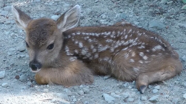Two adorable little deer, Xiaobao, are lying by the roadside taking a rest, showing no fear of human