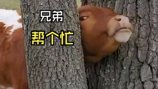 Those animals that encounter people!