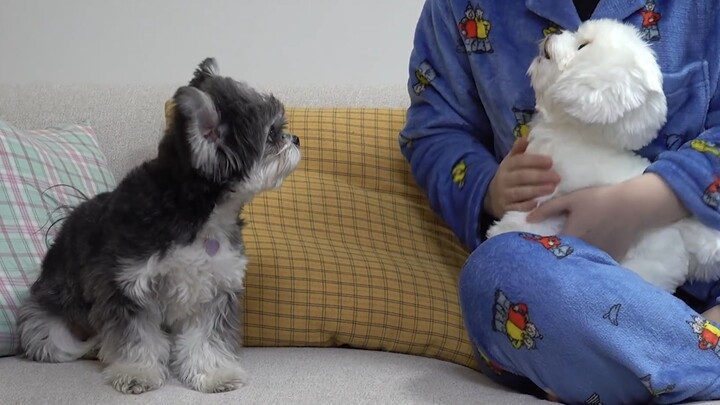 You got a new puppy? The jealous little pup is bullying the toy dog while its owner’s away!
