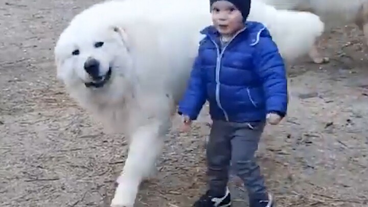 “Who didn’t have a dog as a companion in their childhood?”