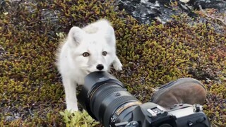A Little Fox Encounters a Stray Biped