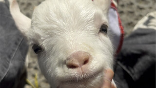 When you're halfway through petting a sheep and suddenly walk away...