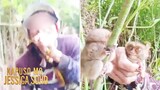 Mga tarsier, hinuli at ginawang content ng vloggers mula South Cotabato?! | Kapuso Mo, Jessica Soho