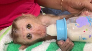 Obedient Tiny Baby Liheang Crying Hungry Milk, Routine Milk For Tiny Baby