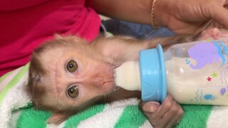 Obedient Tiny Baby Liheang Crying Hungry Milk, Routine Milk For Tiny Baby