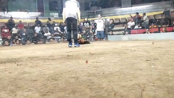 Win BULIK ALAGANG THUNDERBIRD