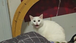 My cat hissed at me