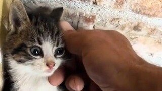 Hati kucing kecil perlahan-lahan mencair