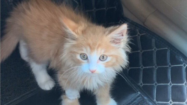 火腿肠前传:会gio的火腿肠打针飞出去