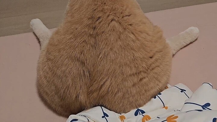 สะดุ้งตื่นมาเห็นน่องไก่อยู่บนเตียง