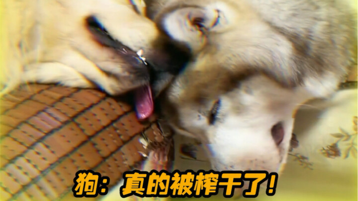 Dog: I’ve been totally worn out.