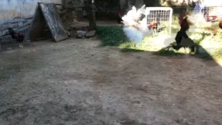 Gull ko nasa pampanga