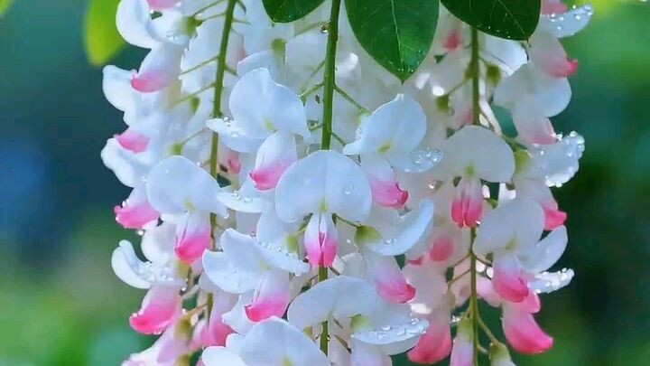 ফুলের নাম কি কমেন্টে বলে যাবেন