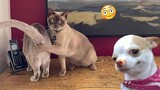 Funniest Cats And Dogs Videos 😁 - Best Funny Animal Videos 2024 🥰#9