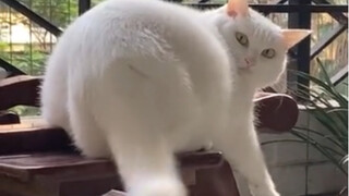 القط: أنت والذيل كنتما معاً في نفس الفريق!