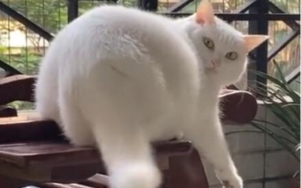 Cat: So you and the tail were in cahoots all along!