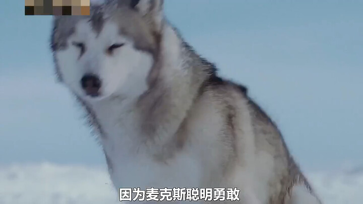 8 Huskies Abandoned in Antarctica for 175 Days—Everyone Thought They Were Dead, But They Defied the 