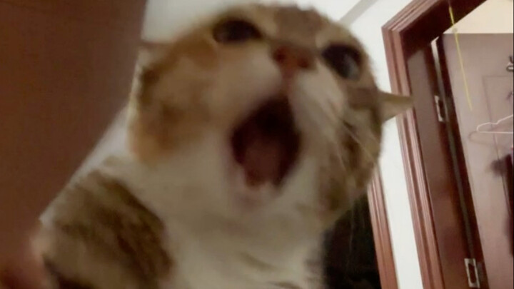 Pertarungan kucing dan anjing……