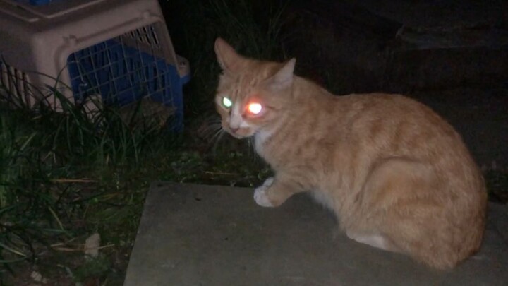 แมวส้มพ่อแม่สุดโหดปกป้องลูกออนไลน์ ทุบตีเจ้าหน้าที่กู้ภัยอย่างรุนแรง