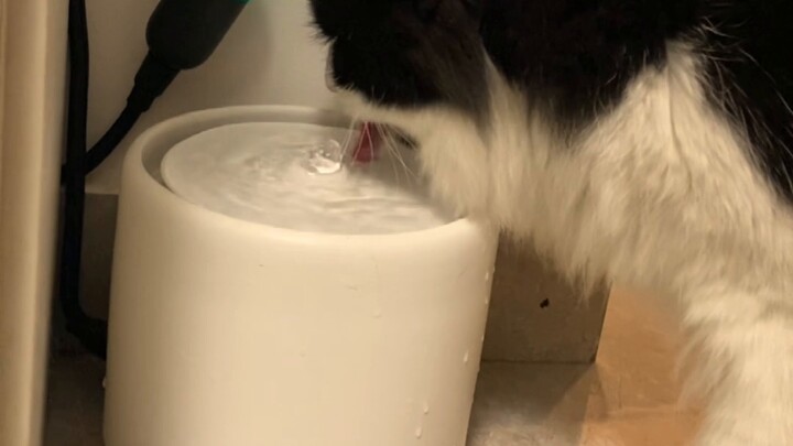 Are pet drinking fountains an IQ tax?