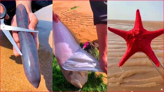 Catching Seafood 🦀 ASMR Relaxing (Catch Shark , Catch Fish ,Deep Sea Monster )