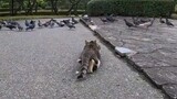 一只流浪猫瞄准一群用脚为食物疯狂的鸽子