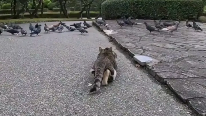 A strayed cat & a flock of pigeons