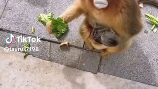 vidio lucu