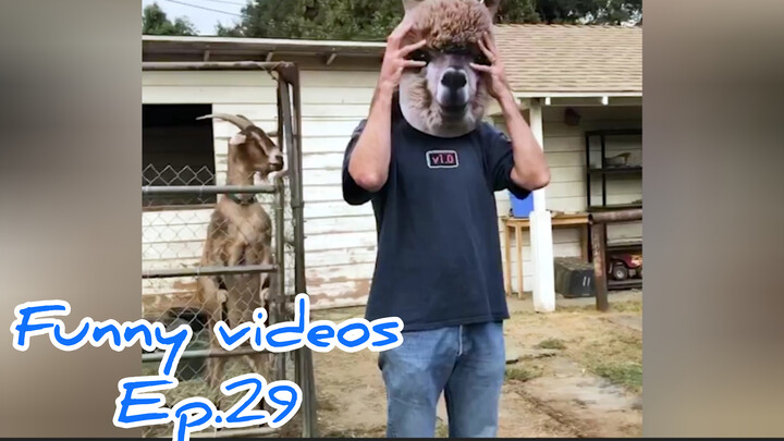 Funny videosEp.29