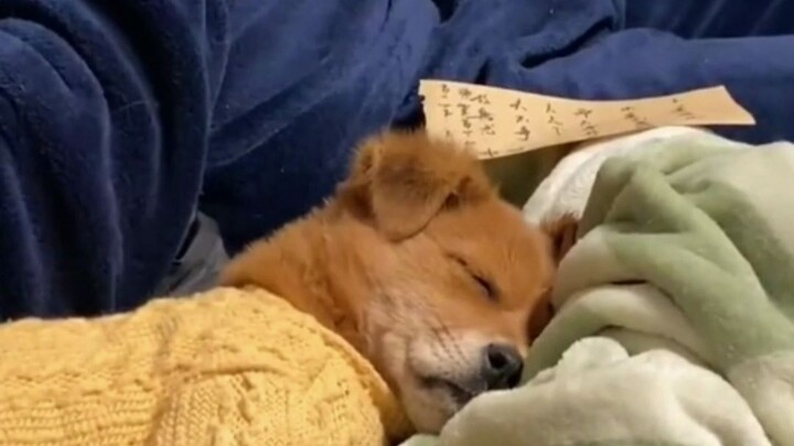 Haha, as soon as the dog heard its owner reading, it immediately turned its head, sighed, closed its