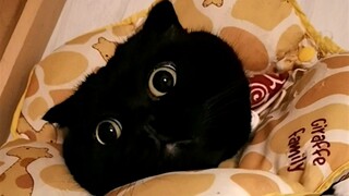 Tôi đón giao thừa cùng mèo đen, mèo lớn rồi, đã có những suy nghĩ riêng của mình!