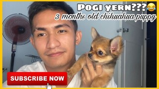 KULITAN WITH LONG COAT CHIHUAHUA | SUPER MARCOS VLOGS