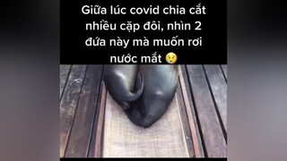 Tao vừa hận vừa ngưỡng mộ 2 đứa mầy😐 độngvật animals seadog haivl funnyvideo funnymoments xuhuong xuhuongtiktok fypシ foryoupage foryourpage fy cười