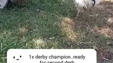 the 1x derby champion