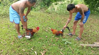 Gull vs PRH