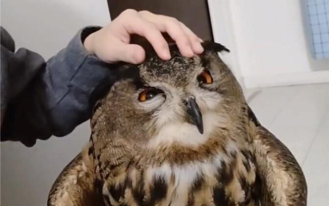 Owls also ask for petting. Who can refuse such a cute baby?