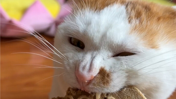 Having pie today～