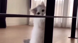 [Hewan]Anak Kucing Bertujuan Besar!